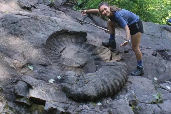 Fossil Truck Tire Giant Ammonite