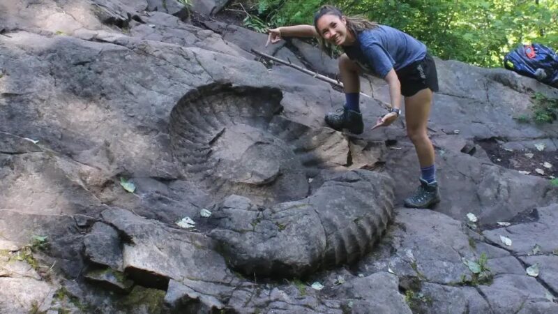 Fossil Truck Tire Giant Ammonite